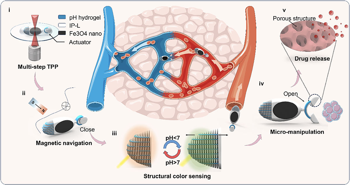 Schematic illustration of 4D-Printed Microrobots with Multimodal Synergy