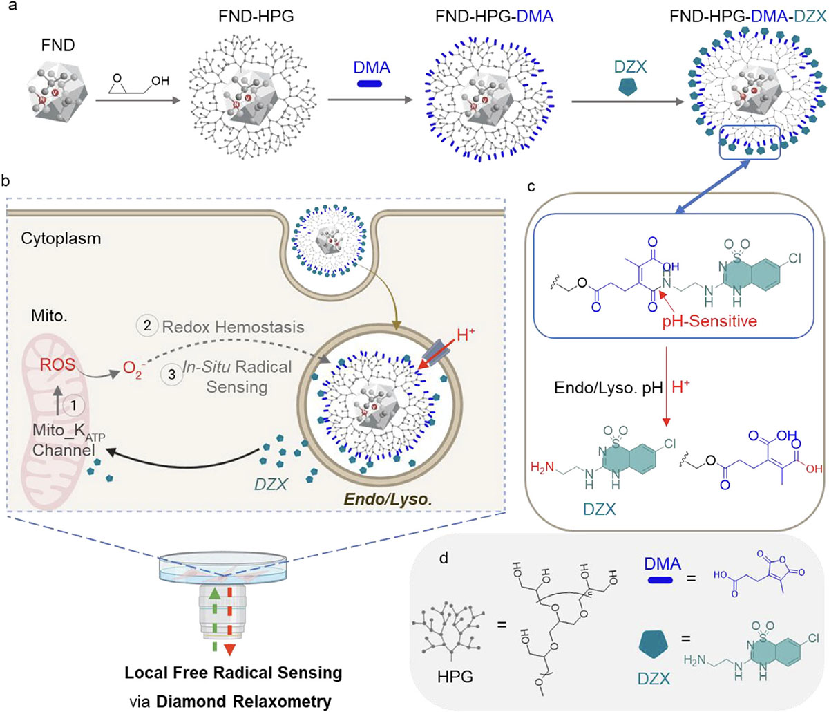 Schematic illustration of a pH-responsive nanodiamond platform for investigating diazoxide-triggered redox modulation in MDA-MB-231 cells via quantum diamond relaxometry