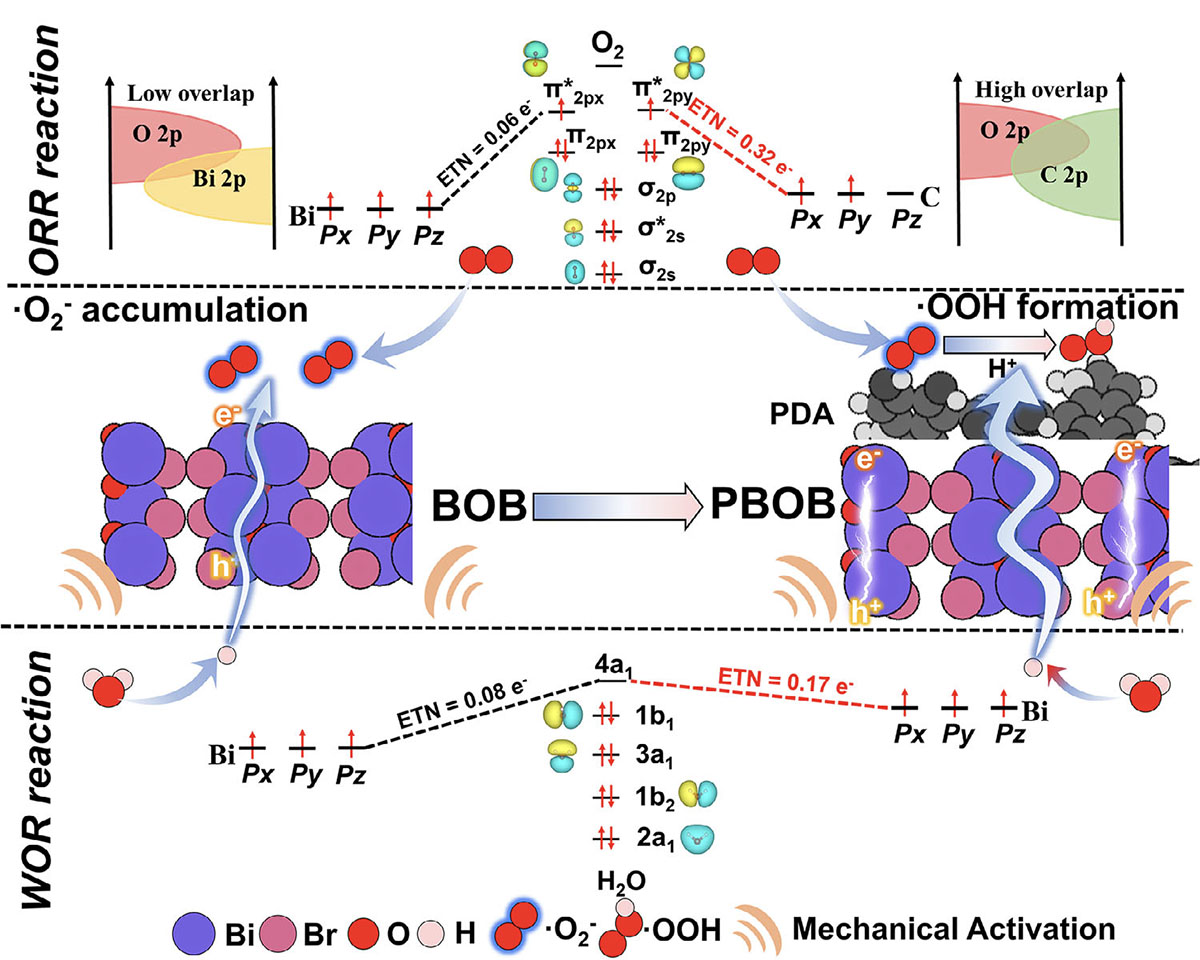 Schematic diagram of H2O2 production by BOB and PBOB