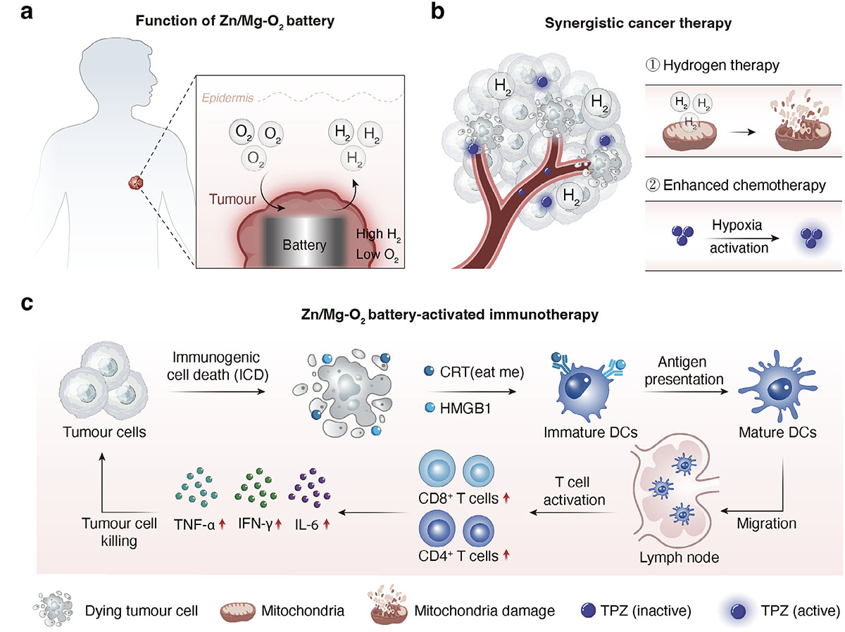 Bifunctional zinc/magnesium–oxygen (Zn/Mg–O2) battery for synergistic gas therapy and hypoxia-activated chemotherapy