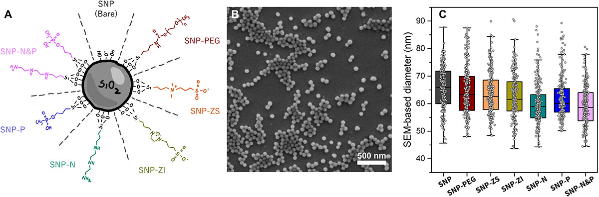 silica nanoparticles