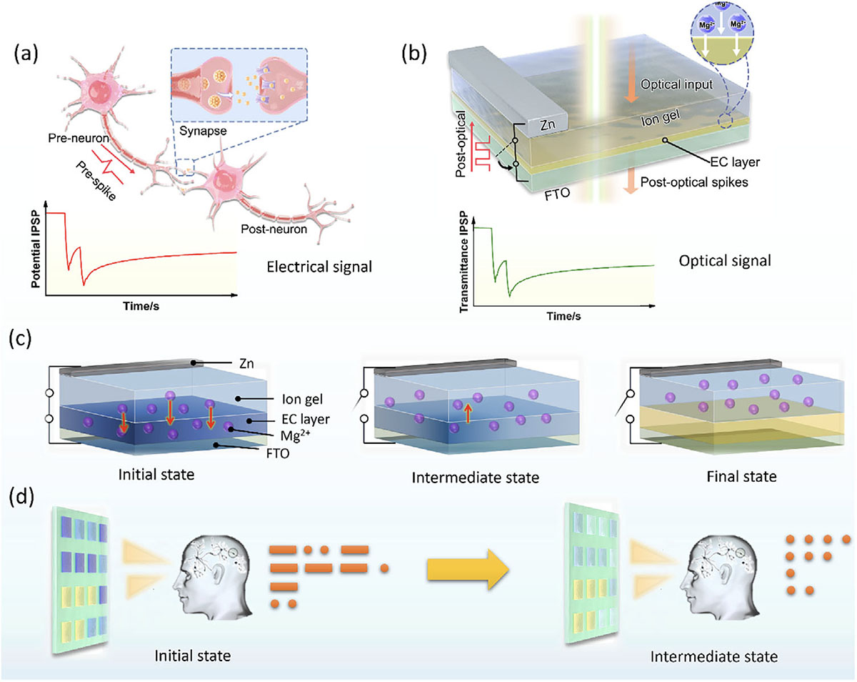 Electrochromic Artificial Synapses for Spatiotemporal Dual-Encryption Display