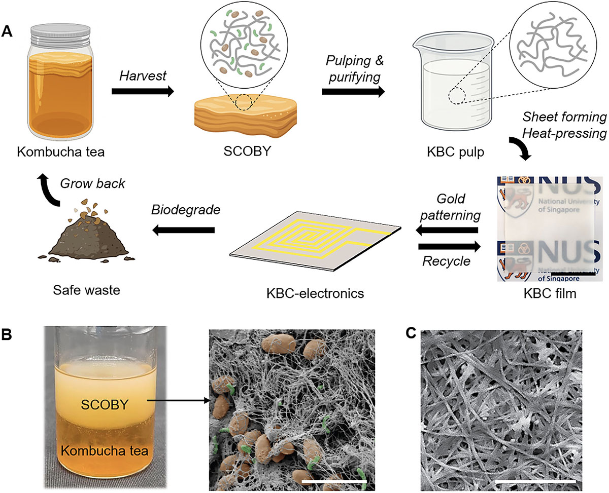 Lifecycle and morphology of kombucha bacterial cellulose (KBC) and KBC-based electronics