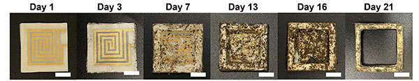 Time-lapse images showing the biodegradation of a sensor circuit in soil