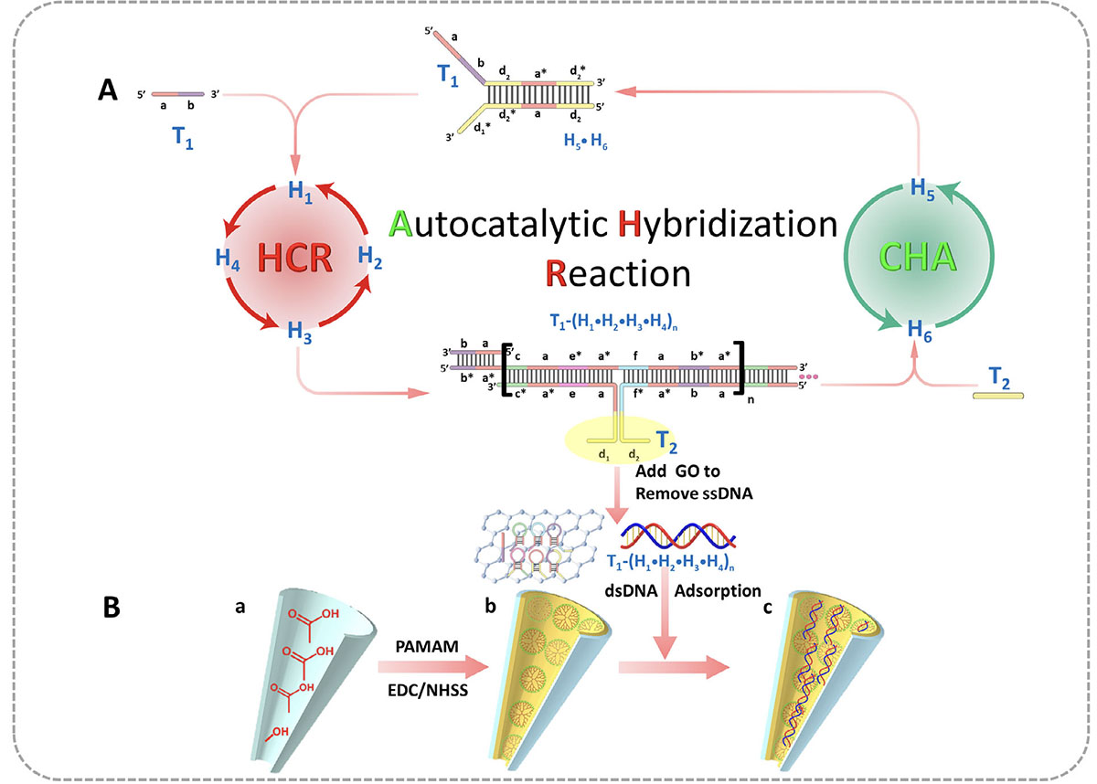 autocatalytic hybridization reaction employed for bidirectional signal amplification