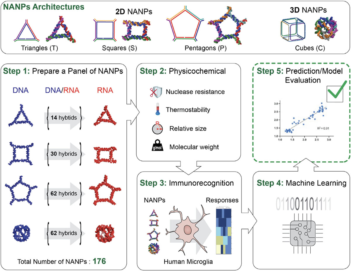 Schematic of the experimental flow of AI-Guided Prediction of Nucleic Acid Nanoparticles Immune Recognitions