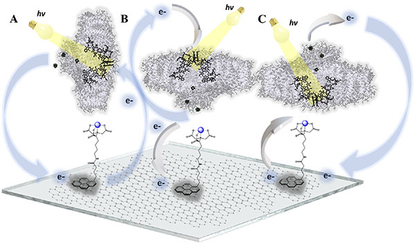 Electron transfer pathways in biomolecular nanosystems