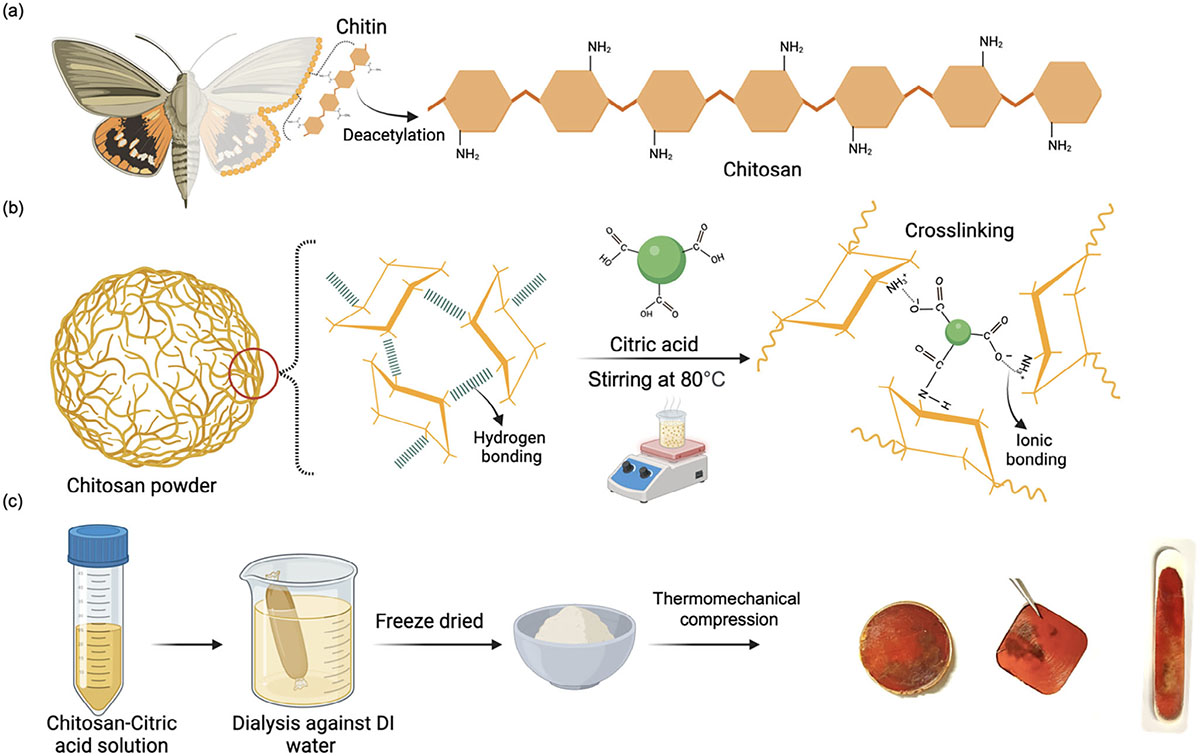 Overview of chitin/chitosan processing