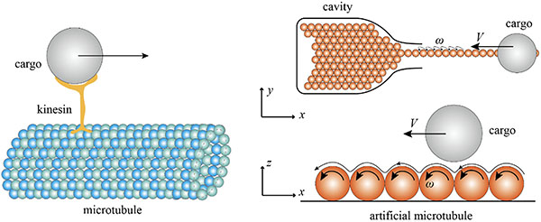 Artificial microtubule (AMT) assisted cargo transport into a cavity (right) inspired from intracellular cargo transport along its natural
counterpart (left)