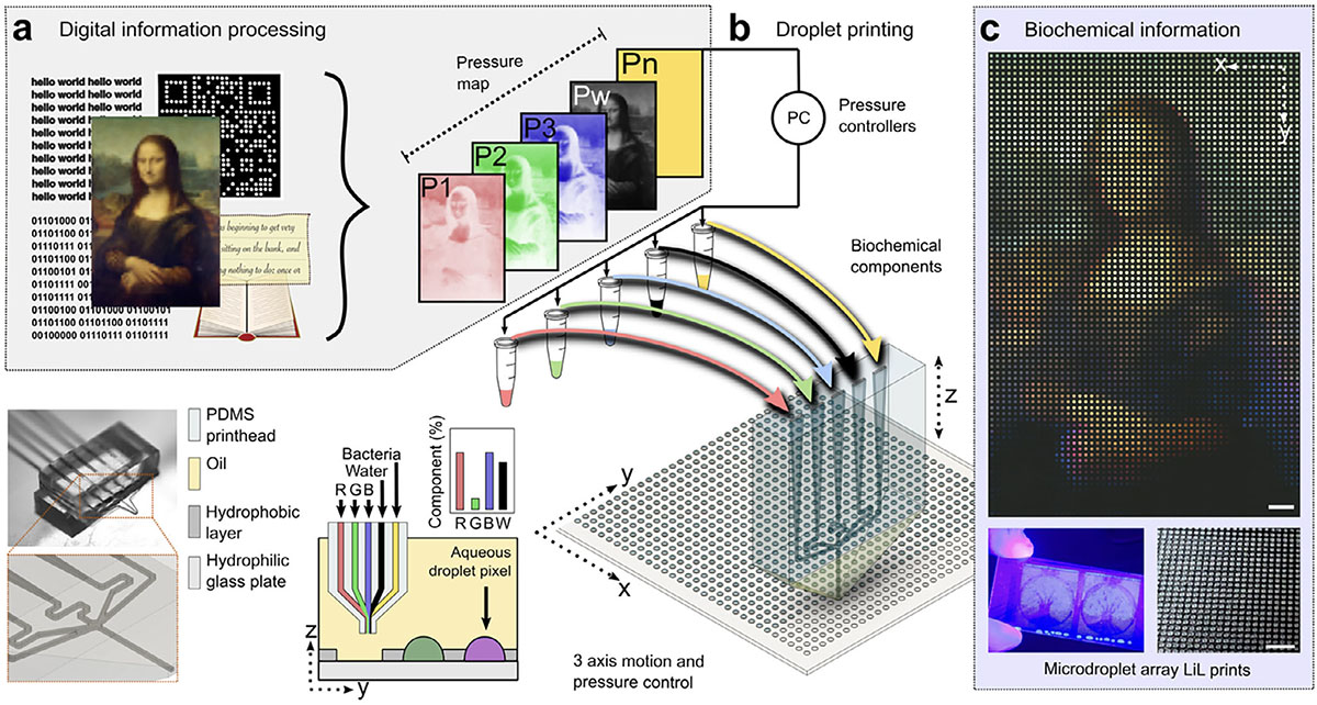 Pipeline for biochemically printing digital information in liquid-in-liquid (LiL) prints