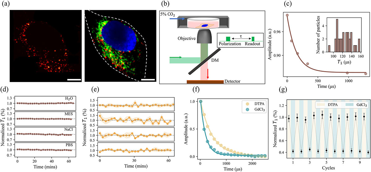 Fluorescent nanodiamonds inside a fixed human cervical cancer cell and validation of their stability and reversibility as quantum sensors