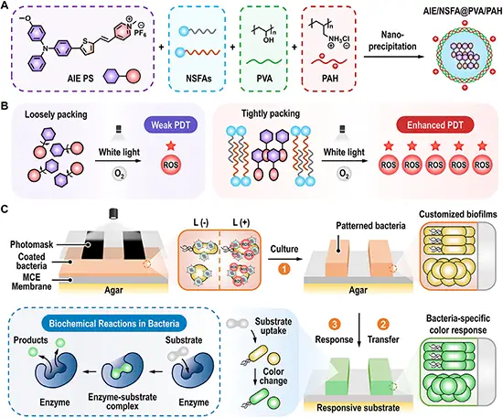 Schematic illustration of the aggregation-enhanced photosensitization nanosystem for high-resolution photodynamic patterning and subsequent biochemical reactions within bacteria