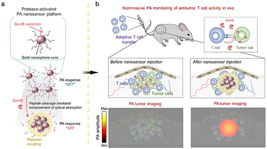Protease-Activated Plasmonic Nanosensors for Predictive Ultrasound-Guided Photoacoustic Imaging of Tumor Responses to Adoptive T Cell Therapy