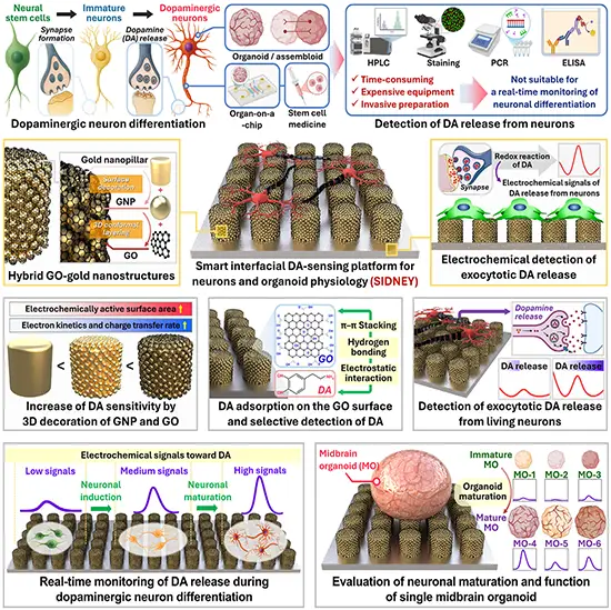 Schematic illustration showing the smart interfacial dopamine (DA)-sensing platform for neurons and organoid physiology (SIDNEY), capable of non-invasive monitoring of DA release from living neurons.