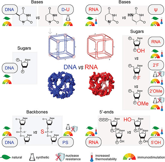 Comparative Analysis of Nucleic Acid Nanoparticles