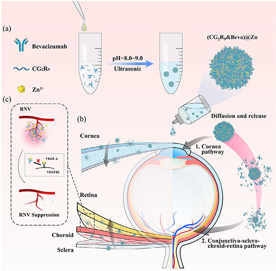 Size-EvolvingProteinDrugNanoparticles