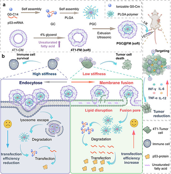 Stiffness-Gated Cytoplasmic mRNA Delivery Through Engineered Membrane Fusion