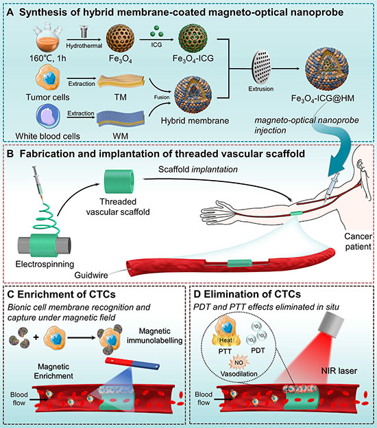 Schematic illustration of in vivo CTCs capture and in situ elimination using the HMs-coated magneto-optical probe and a threaded vascular scaffold