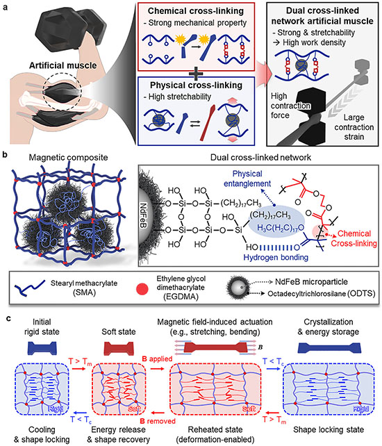 Dual cross-linking strategy and thermomechanical actuation mechanism of the magnetic artificial muscles