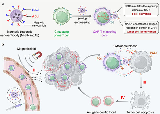 Schematic illustrating the CAR-T-mimicking cells generated by M-BiNanoAb for anti-tumor immunity