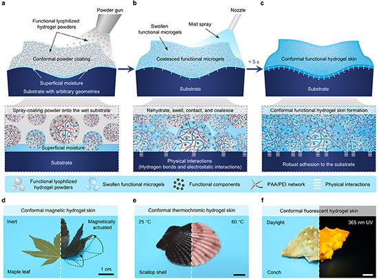 Design and demonstration of the powder-based spraying strategy for conformal functional hydrogel skins