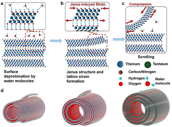Proposed schematic of self-scrolling MXene flakes showing the mechanism