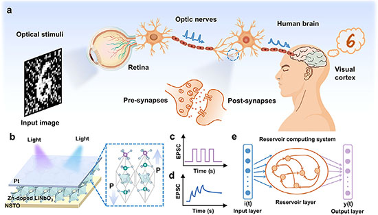 Artificial optoelectronic synapses inspired by the human visual system