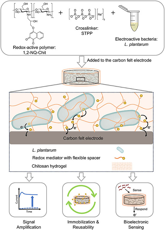 Schematic of NQ-Chit hydrogel encapsulating L. plantarum