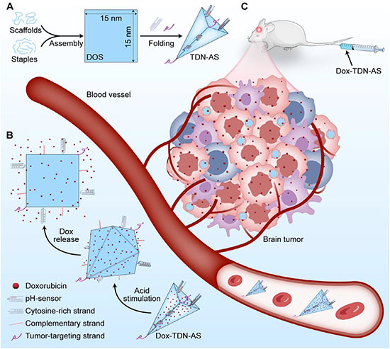 Schematic of the allosteric DNA nanorobot for targeted drug delivery