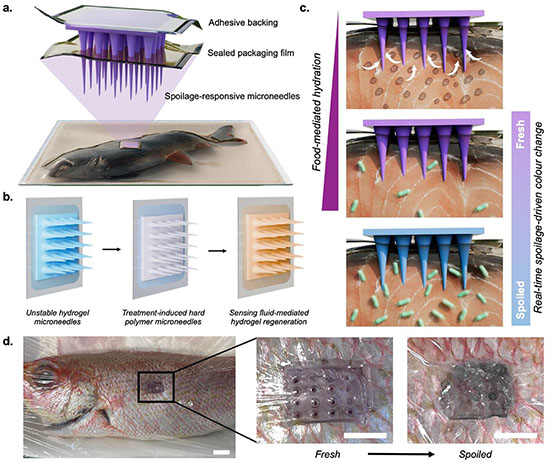 Overview of gelatin-anthocyanin fish spoilage sensor