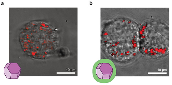 Probing macrophage inflammation with charge sensitive quantum nanoprobes