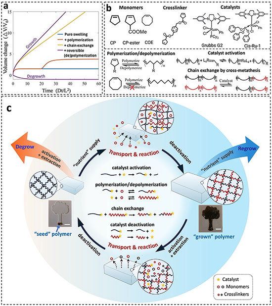 Design mechanism of the dynamic living polymer