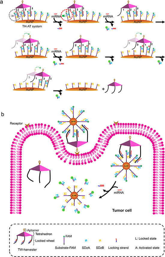 The molecular mechanism for the operation of the TH-AT system and its application in accurate cellular imaging
