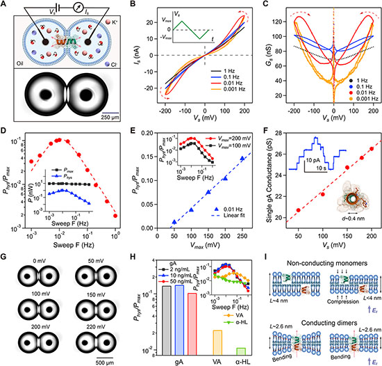 membrane ion channel synapse device and its electrical properties