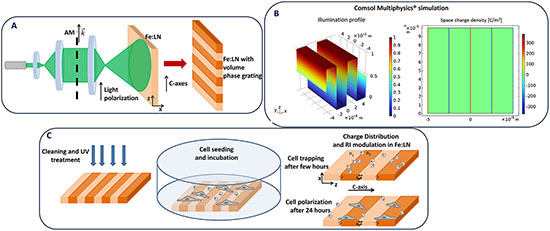 Fabrication of a bio-photovoltaic interface