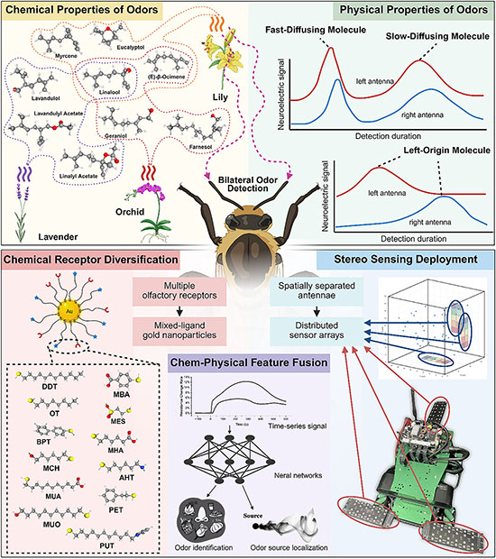 Conceptual schematic of the Artificial Receptor-Olfaction Mimetic Array inspired by insect olfaction