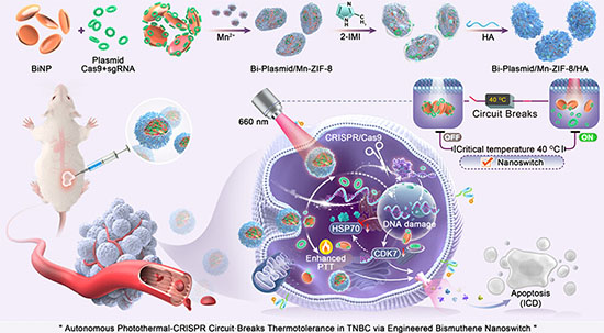 Schematic of a bismuthene-based thermogenetic CRISPR-photothermal platform for overcoming tumor thermotolerance in triple-negative breast cancer
