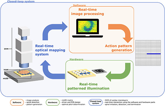 Schematic overview of the integrated software and hardware platform for real-time optical voltage mapping and manipulation of cardiomyocyte (hiAM) monolayers
