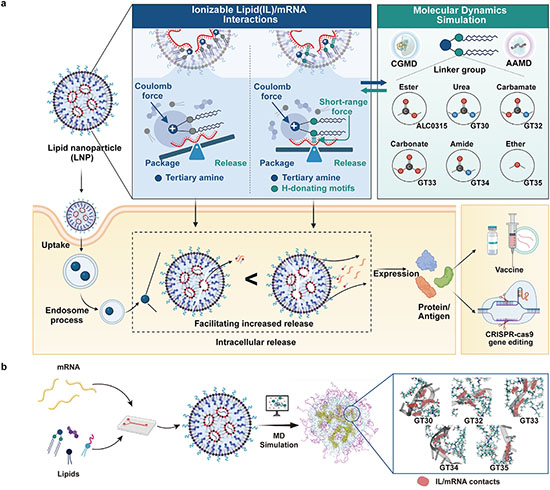 Deciphering IL/mRNA interactions for rational LNP design