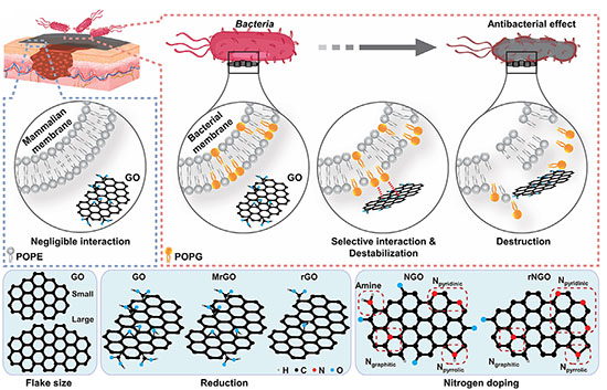 Schematic illustration of the selective antibacterial mechanism of GO nanosheets and their chemical structures