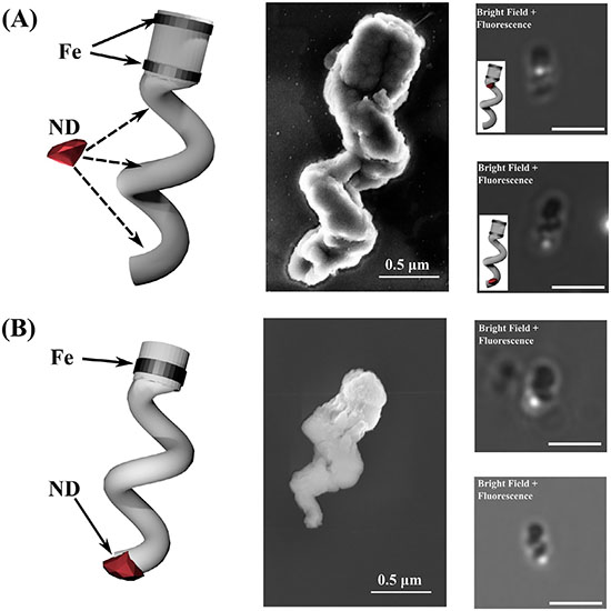Design of Mobile Quantum Sensors