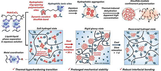 Schematic diagram of disulfide-mediate confinement polymerization of amphiphilic 1,2-dithiolane, and the hardening and relaxation mechanism of the PAA-TA hydrogel networks