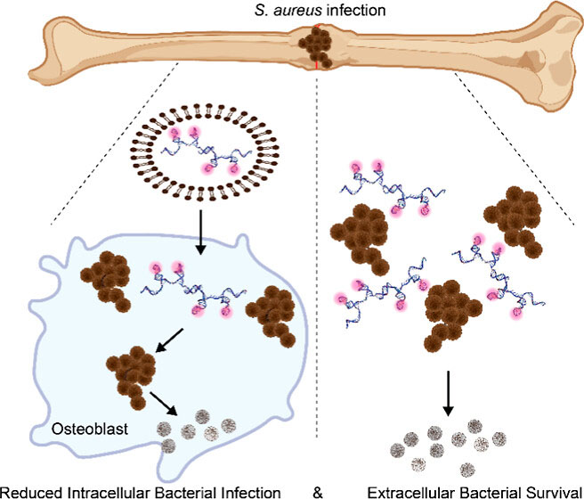 Overview depicting the reduction of intra- and extra-cellular bacterial burden by DNA-AgNCs structures