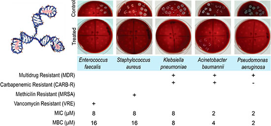 This figure depicts the antibacterial capabilities of DNA-AgNCs against drug-resistant ESKAPE pathogens