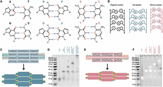 Design of DNA nanostructures with AEGIS base pairs