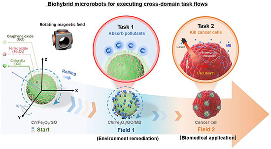 Schematic illustration of biohybrid microrobots for executing cross-domain task flow via functional-coupling