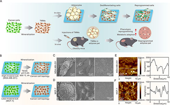 Decoupling cancer cell topology for exploring tissue communication with adipose tissue