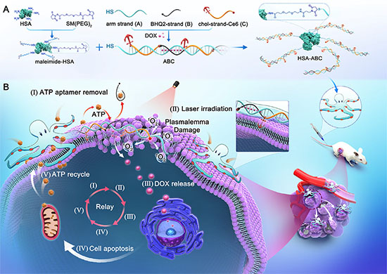 Schematic illustration of nano-octopus, HSA-(ABC)x, and its responsive mechanism