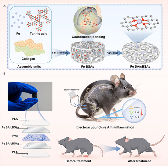bioinspired self-assembled, biodegradable implantable supercapacitor