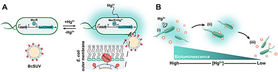 Design of bacterial biohybrid microswimmer for autonomous cargo delivery